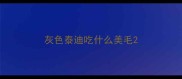 灰色泰迪吃什么美毛