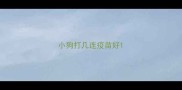 小狗打几连疫苗好