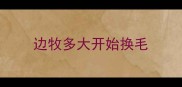 边牧多大开始换毛