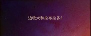 边牧犬和拉布拉多