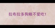 拉布拉多狗粮不爱吃