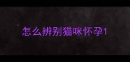 怎么辨别猫咪怀孕