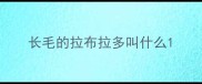 长毛的拉布拉多叫什么