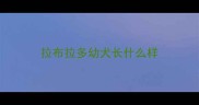 拉布拉多幼犬长什么样