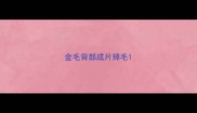 金毛背部成片掉毛