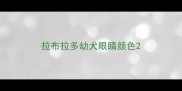 拉布拉多幼犬眼睛颜色