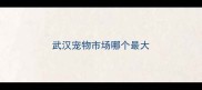 武汉宠物市场哪个最大