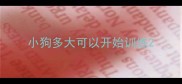 小狗多大可以开始训练