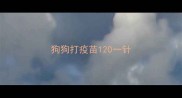 狗狗打疫苗120一针