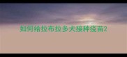 如何给拉布拉多犬接种疫苗