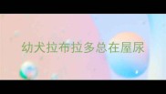幼犬拉布拉多总在屋尿