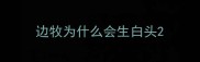 边牧为什么会生白头