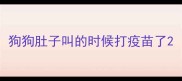 狗狗肚子叫的时候打疫苗了