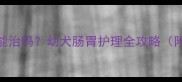 小狗腹泻怎么办庆大霉素能治吗幼犬肠胃护理全攻略附症状识别与家庭护理指南