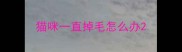 猫咪一直掉毛怎么办