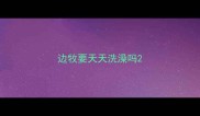 边牧要天天洗澡吗