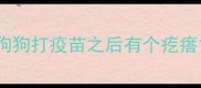 狗狗打疫苗之后有个疙瘩