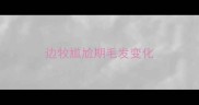 边牧尴尬期毛发变化