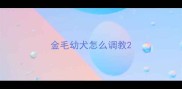 金毛幼犬怎么调教
