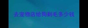 去宠物店给狗剃毛多少钱