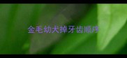 金毛幼犬掉牙齿顺序