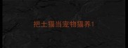 把土猫当宠物猫养