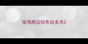 宝鸡周边拉布拉多犬