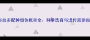 拉布拉多配种颜色概率全科学选育与遗传规律指南