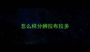 怎么样分辨拉布拉多