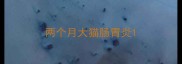 两个月大猫肠胃炎
