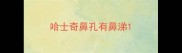 哈士奇鼻孔有鼻涕