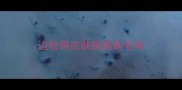 边牧得皮肤病要剃毛吗