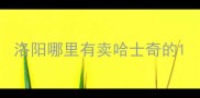 洛阳哪里有卖哈士奇的
