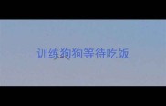 训练狗狗等待吃饭