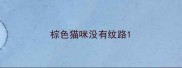 棕色猫咪没有纹路