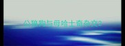 公狼狗与母哈士奇杂交