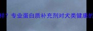 狗狗吃了蛋白会怎么样专业蛋白质补充剂对犬类健康的影响及科学喂养指南