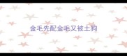 金毛先配金毛又被土狗