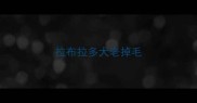 拉布拉多犬老掉毛