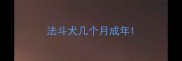 法斗犬几个月成年