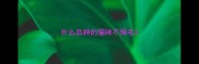 什么品种的猫咪不掉毛