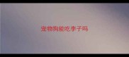 宠物狗能吃李子吗