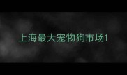 上海最大宠物狗市场