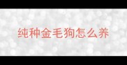 纯种金毛狗怎么养