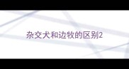杂交犬和边牧的区别