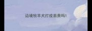 边境牧羊犬打疫苗贵吗
