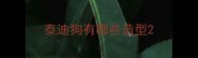 泰迪狗有哪些造型