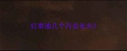 红泰迪几个月会长大