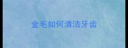 金毛如何清洁牙齿