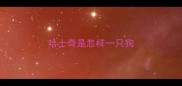 哈士奇是怎样一只狗